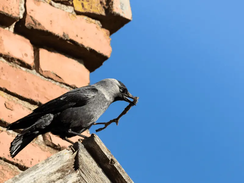 Annapolis Md Chimney Liners