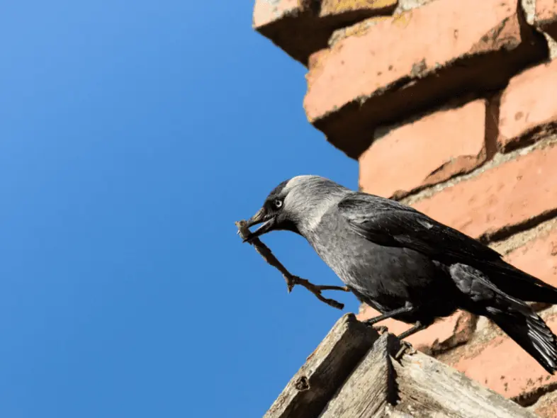 Harrisburg Pa Chimney Inspection